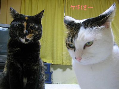 タラコをよこせ