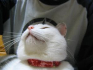 いやや