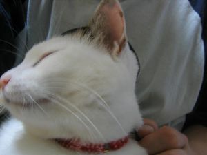 かんたんには撮らせへん