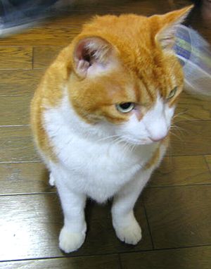 こてっちゃん