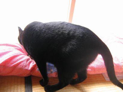 くんくん。これはあんぜんなのでしょうか?