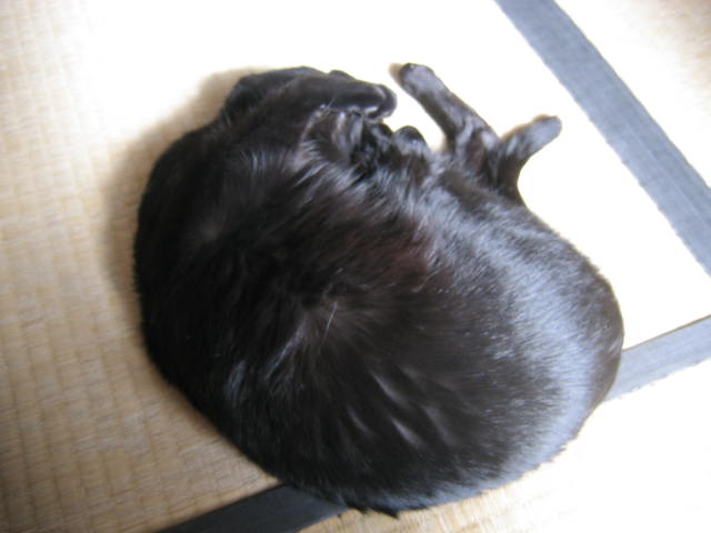 ごろんごろん
