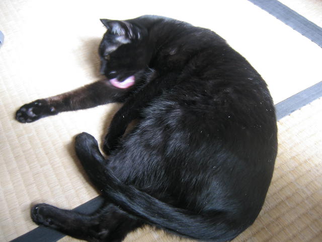 ペロペロ