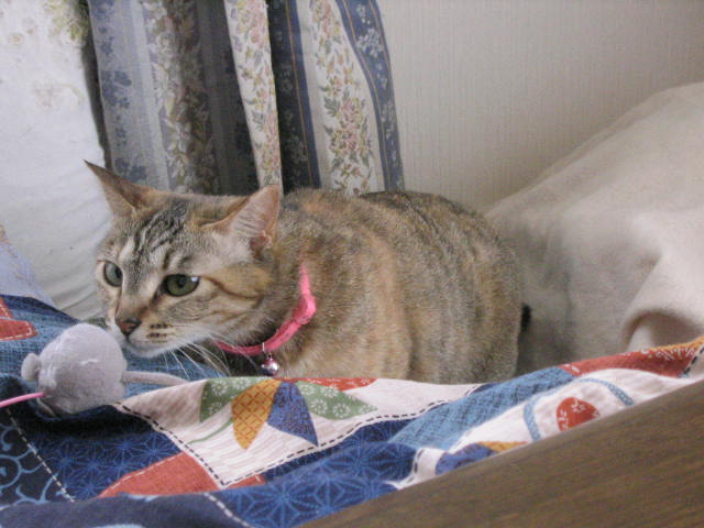 ララちゃん