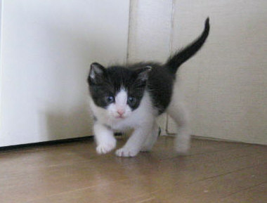 八重ちゃん♪
