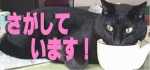 クロちゃん