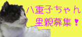 八重ちゃん♪